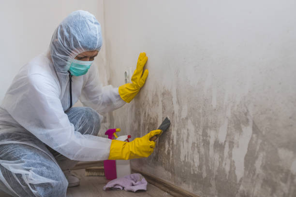 Best Kitchen Mold Remediation in Lafayette, IN