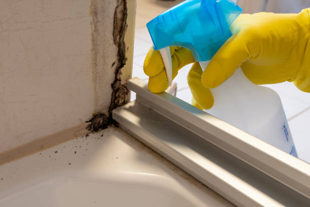 Best Kitchen Mold Remediation in Lafayette, IN