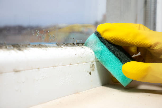 Best HVAC Mold Remediation in Lafayette, IN