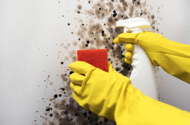 Best HVAC Mold Remediation in Lafayette, IN