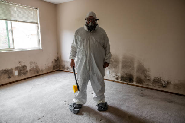 Best Attic Mold Remediation in Lafayette, IN