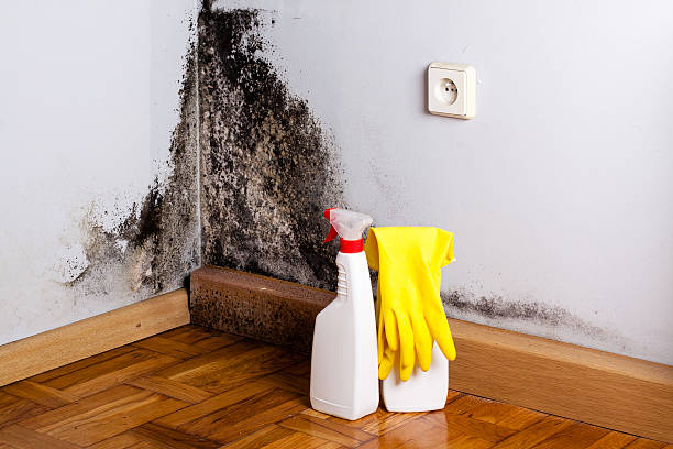 Best Basement Mold Remediation in Lafayette, IN